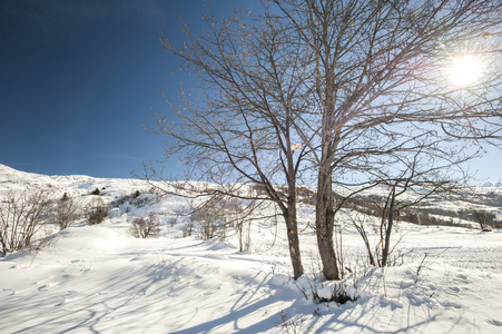 在一个有光秃秃的树的雪坡上的全景