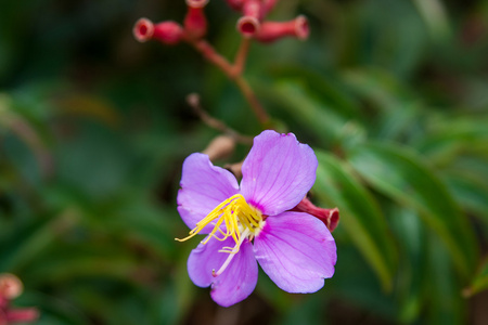 粉红花, 考考宠物