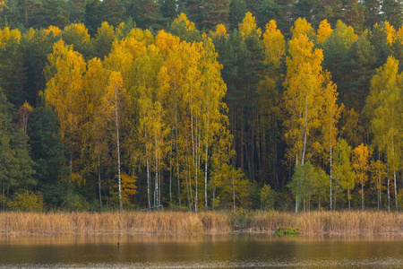 湖附近秋天森林的美丽的风景