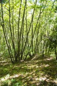 山毛榉森林夏末