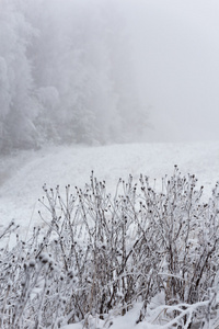 草地上覆盖着雪