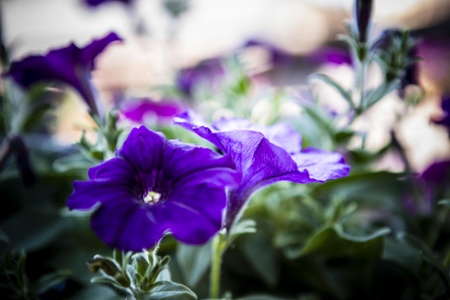 紫色的超细花美丽的花