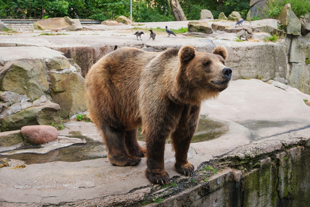 棕色的熊熊类 arctos