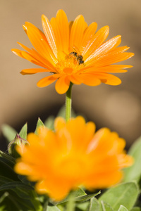 对橙花蜂