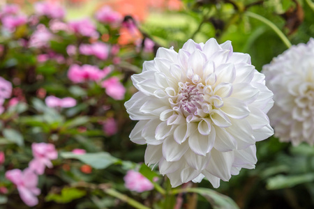 大丽花花