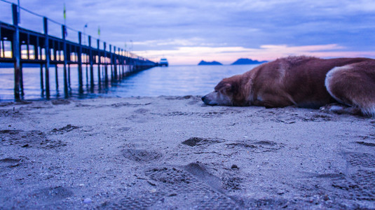 亚洲沙滩上狗图片