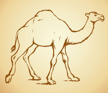 骆驼。矢量速写