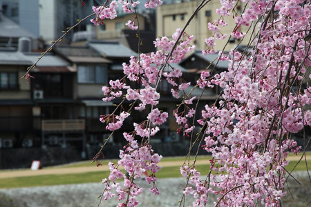 京都樱花盛开