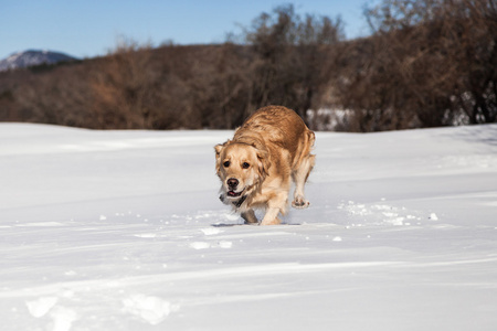 拉布拉多狗玩雪在冬天的户外