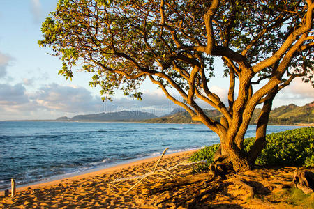 美丽的 棕榈 美女 夏威夷语 公园 天堂 海滩 红树林 海洋