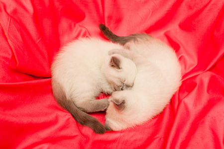 白色和灰色的小猫