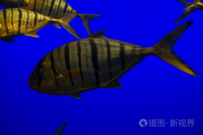 黄金鲹鱼-gnathanodon 大林