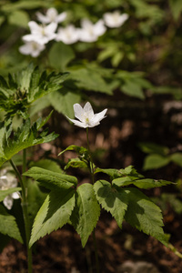 白木海葵鲜花