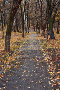秋天的小巷里覆盖着落叶