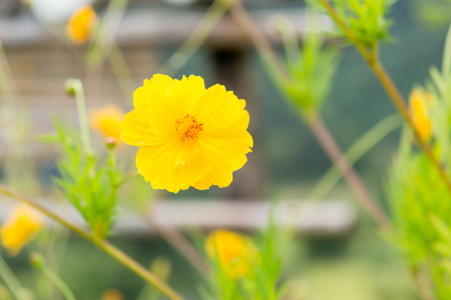 黄波斯菊花卉