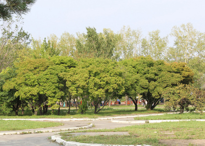 花园里的苹果树