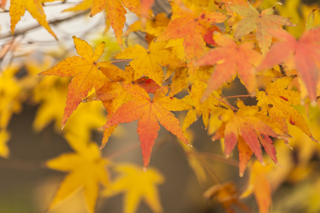黄色的叶子在秋天在日本
