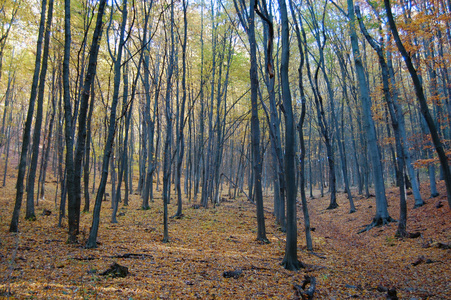 美丽的秋天在森林中的颜色图片