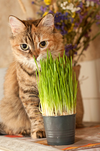 坐在绿草附近的猫