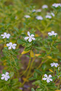 花园里的七彩花