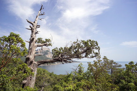 黑海附近山坡上的干克里米亚杜松子树