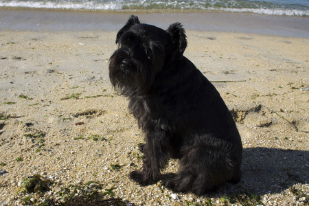在海滩上黑色的狗