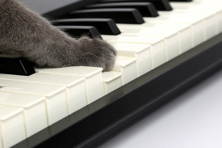 猫爪子碰钢琴键图片