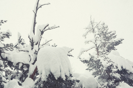 在冬季森林降雪