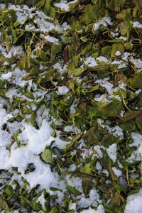 背景。被雪覆盖的植物