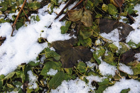 背景。被雪覆盖的植物