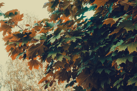 秋天的树分支