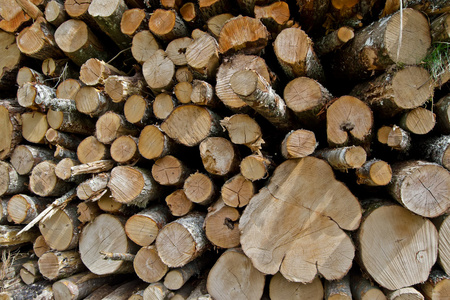 现代木材开采