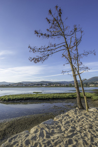 小河岸上的松树