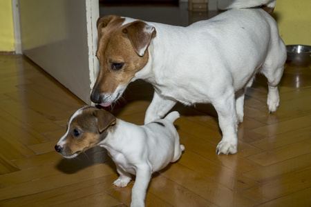 小杰克罗素梗犬玩