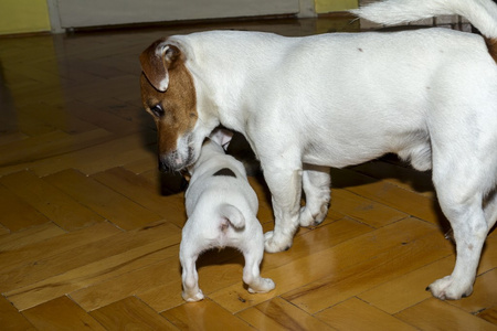 小杰克罗素梗犬玩