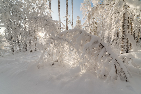 冬天雪覆盖的木头