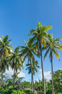来自法属波利尼西亚兰吉罗亚环礁的美丽的棕榈树