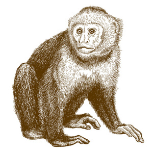 雕刻卷尾猴的古董的图