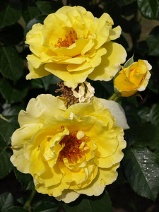 花园里美丽的黄玫瑰的照片
