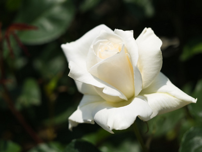 美丽的玫瑰之花