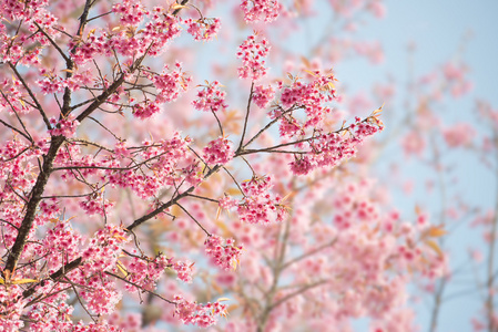 樱花花或樱花