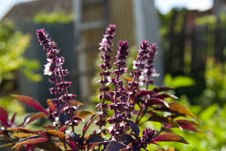 花植物罗勒在花园里