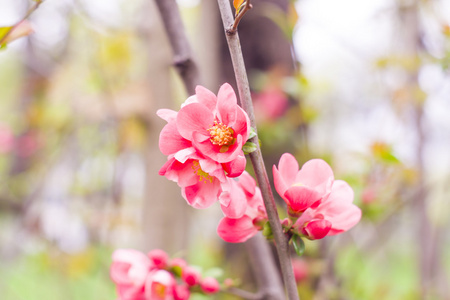 美丽的粉红色花, 樱花