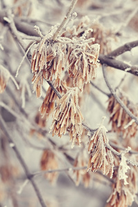 在霜冻中树枝上的宏枫树种子