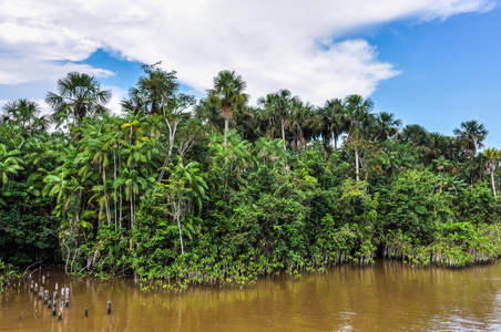 在亚马逊河上，巴西海岸的丛林