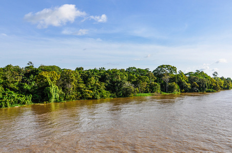 巴西亚马逊河上的洪水森林