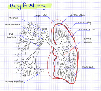 绘图人肺的解剖图片