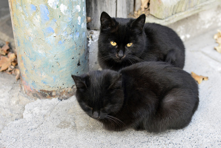 美丽的院子里的小猫