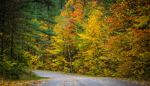 农村道路两旁有多彩的秋天树