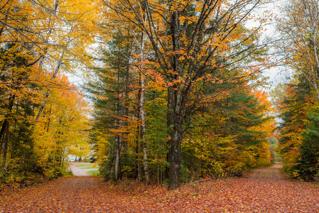 农村道路两旁有多彩的秋天树